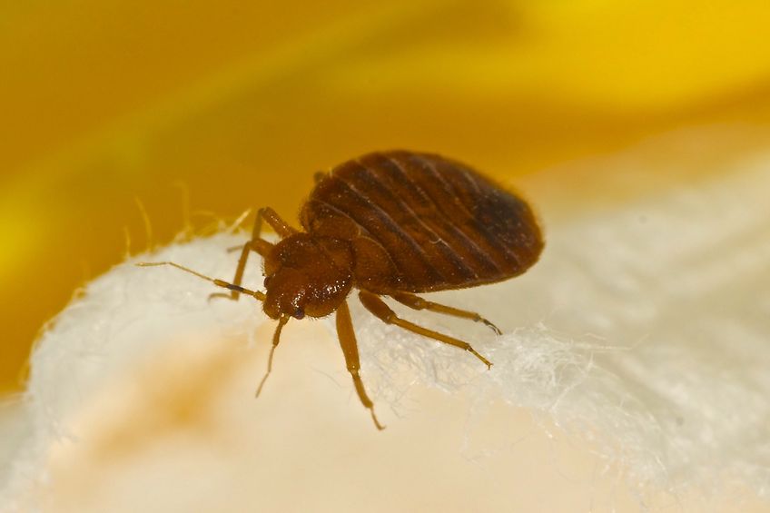 Bed Bugs Pest Control Services in Coimbatore