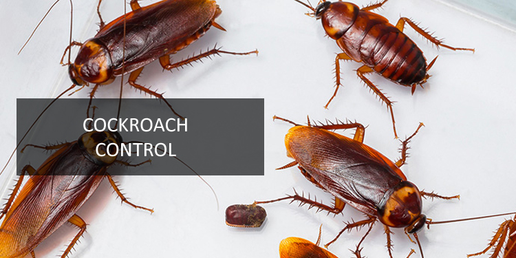 Cockroach Control Services in Coimbatore