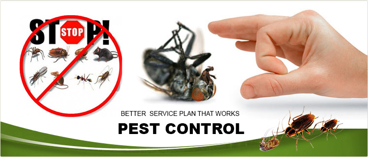 General Pest Services in Coimbatore