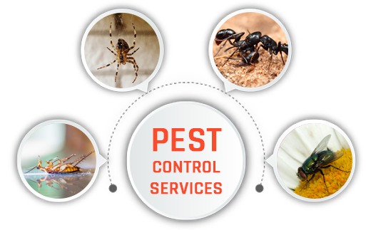 Pest Control Services in Coimbatore - Unique Pest Control Service Provider in Coimbatore
