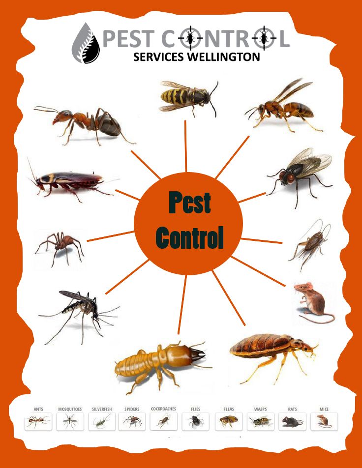 Pest Control Service Provider in Coimbatore
