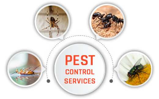 Pest Control Orem Ut