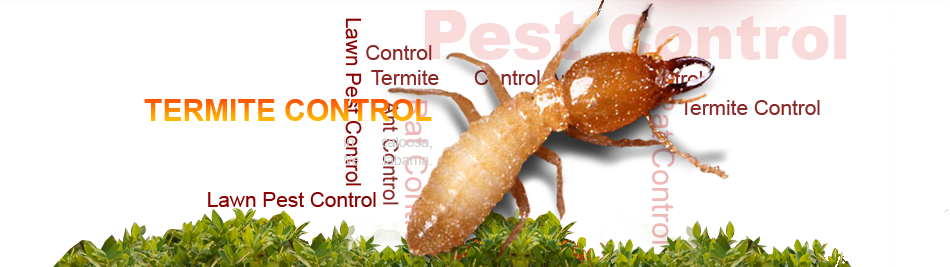 Pest Control Services in Coimbatore